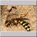 Cerceris arenaria - Sandknotenwespe w19b 13mm - Sandgrube OS-Wallenhorst.jpg